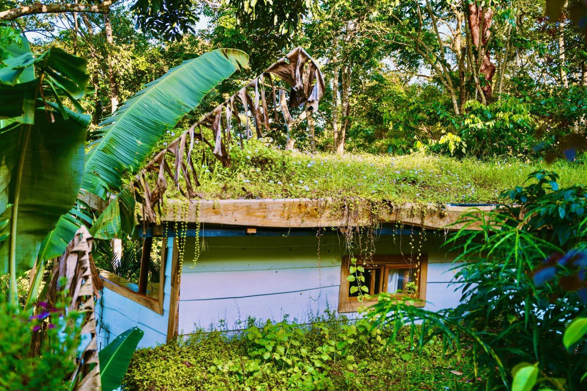 Jungle Spirit Treehouse Villa Cahuita Ngoại thất bức ảnh