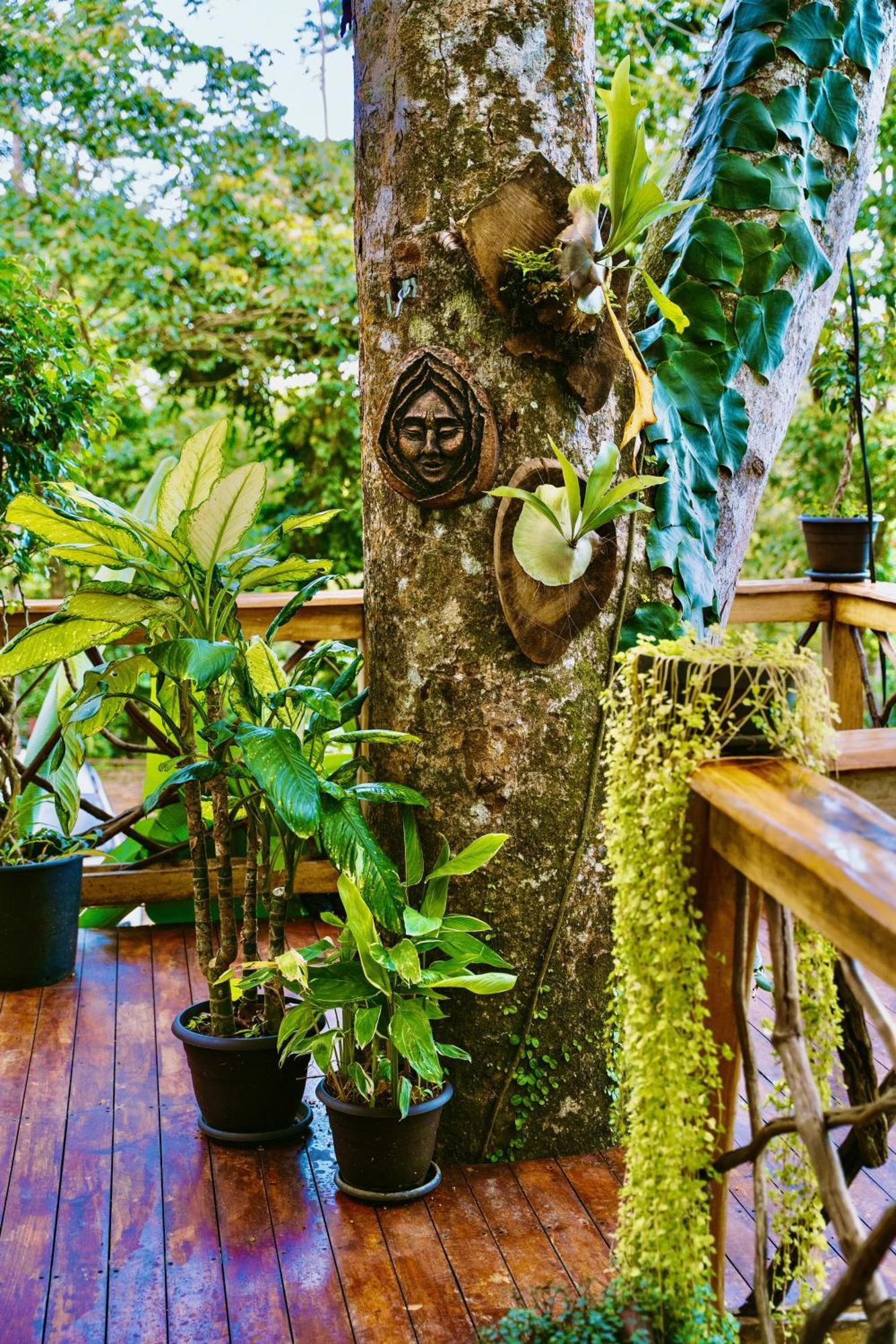 Jungle Spirit Treehouse Villa Cahuita Ngoại thất bức ảnh